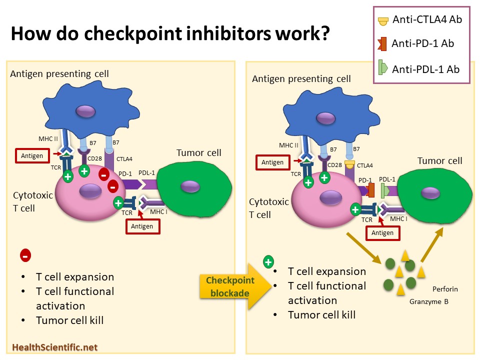 How Do Immune Checkpoint Inhibitors Work? - Health Scientific